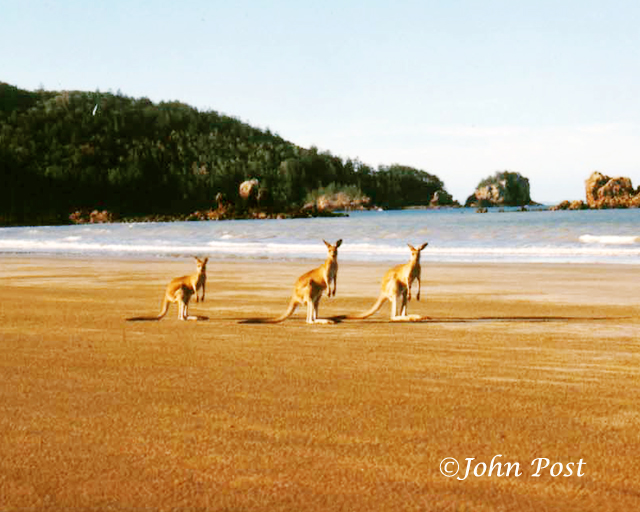 3 kangaroos on beach