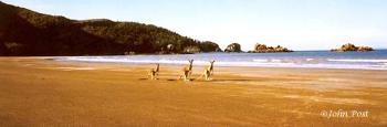 Three Kangaroos on Beach