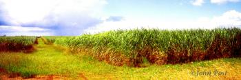 Sugar Cane Row and Cloudburst