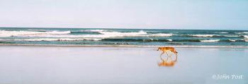 Fraser Island Dingo on Beach