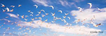 Flock of Shorebirds in Flight