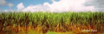 Sugar Cane