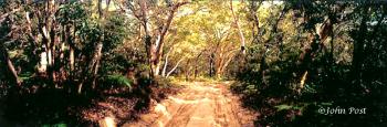 Fraser Island Sandy Road