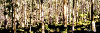 Karri Tree Forest