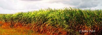 Sugar Cane Storm Cloud