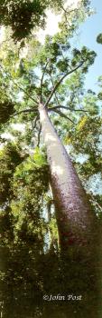 Tall Karri Tree