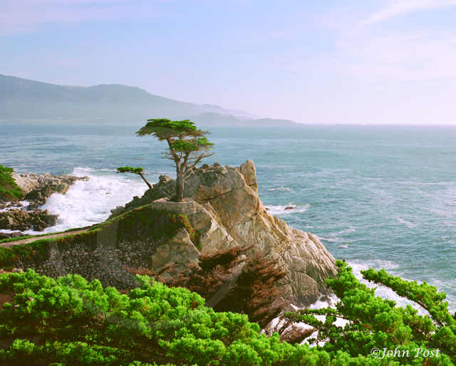 The Lone Cypress