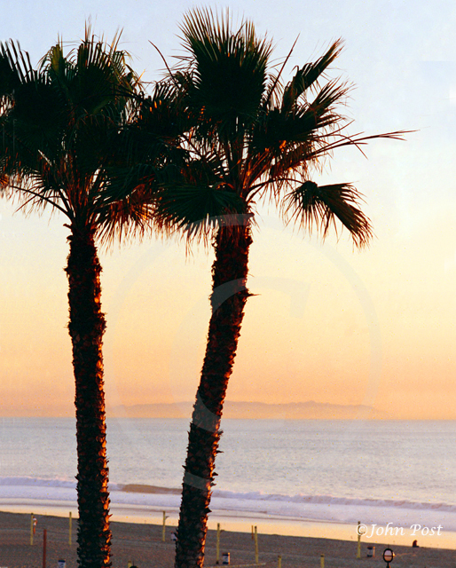 Two Palms Catalina Island Sunset (vt)