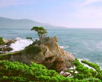 The Lone Cypress