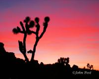 Joshua Tree Sunset