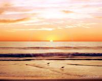 Two Birds Sunset