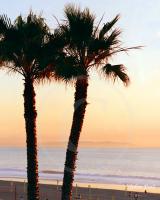 Two Palms Catalina Island Sunset (vt)