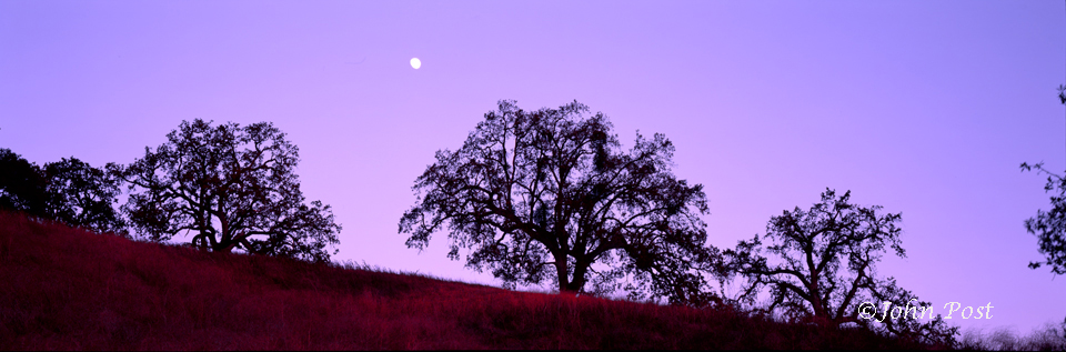 Moonrise Trees Silhouette Paso Robles Hillside