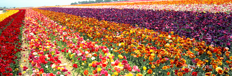 Carlsbad - Flower Farm                               Grp13