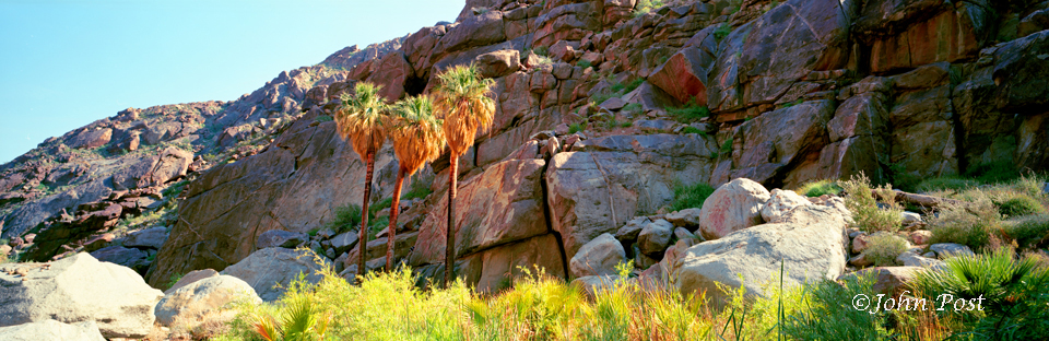 View to three canyon palms against a rock wall.  Palm Canyon, Anza Borrego. CA