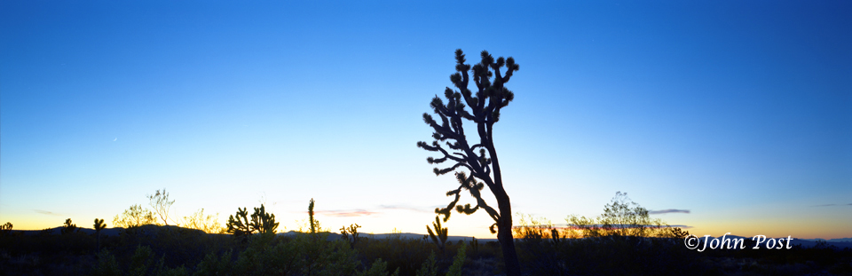 Joshua Tree Twilight Silhouette