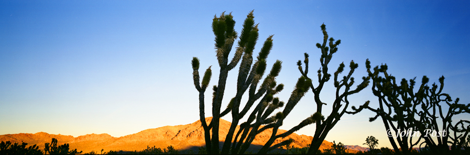 Joshua Trees 3
