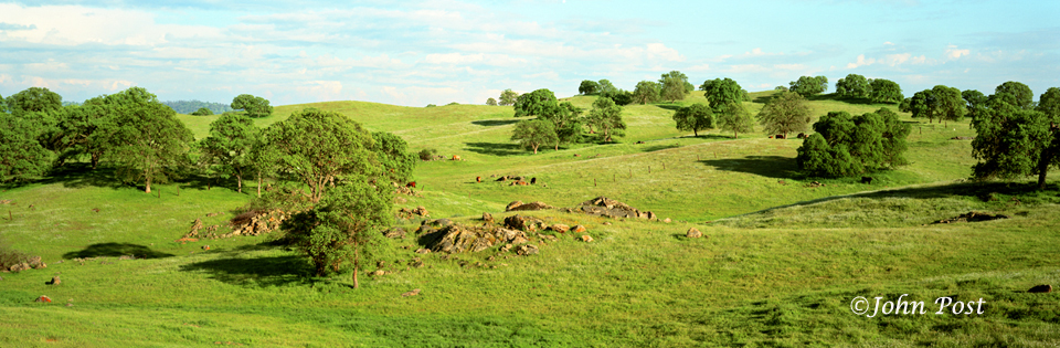 Eastern Sierra Foothills with Cows #2