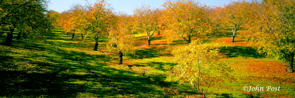 Nut trees