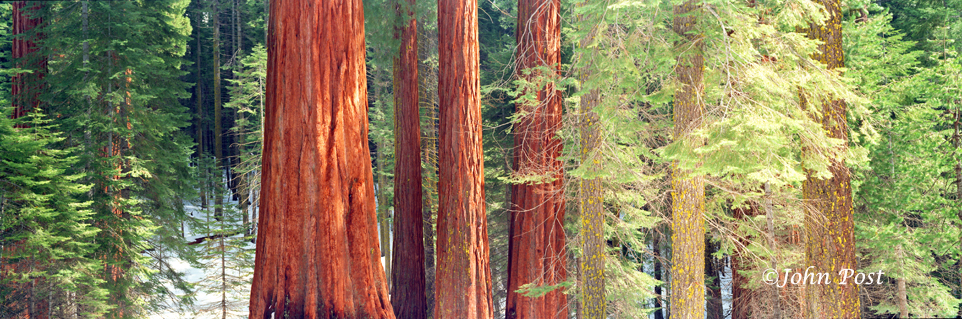 View into Forest and trees