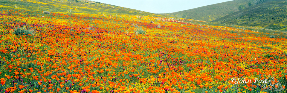 Poppy Field #1