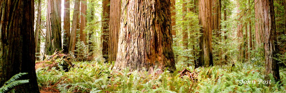 Jedadia Forest