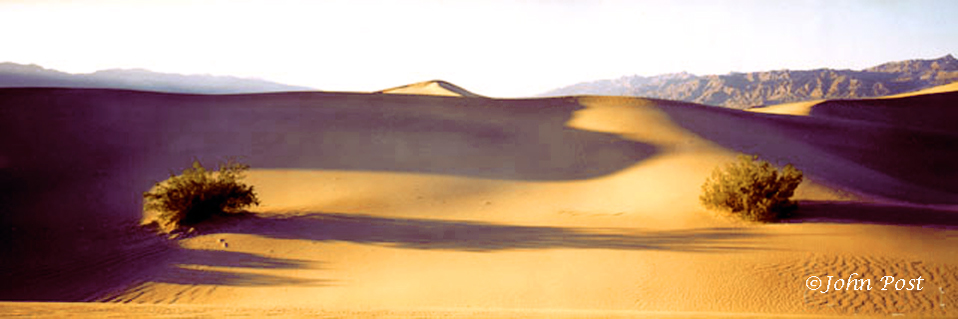 Bushes and sand dunes