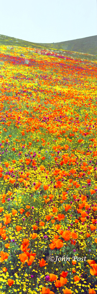 California Poppy Field (vt)