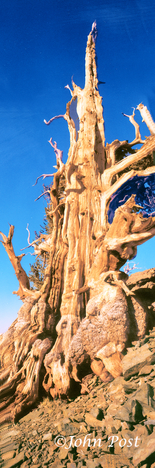 Bristlecone Pine (vt)