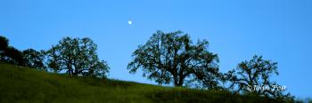 Moonrise Trees Silhouette Evening Paso Robles Hillside