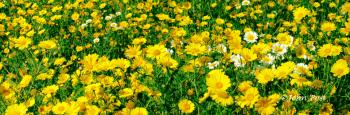 Yellow Field of Flowers
