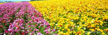 Flower Field Tecolate Renunculas