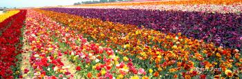 Tecolate Renunculus Flower Field