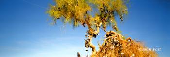 Amboy Shoe Tree