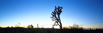 Joshua Tree Twilight Silhouette