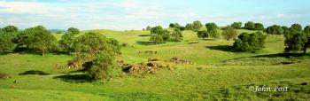 Eastern Sierra Foothills Trees Cows