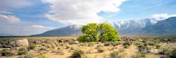 Owens Valley Tree Sierra Mountains