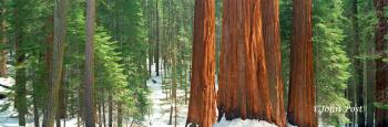 Mariposa Grove Sequioa Trees