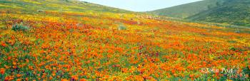 California Poppy Field