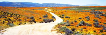 Dirt Road in Poppy Field