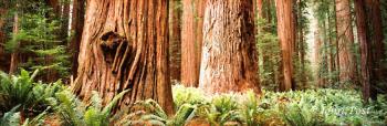 California Coastal Redwood Forest