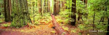 California Redwood Forest Fallen Tree