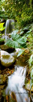Tropical Garden Plants Waterfall vertical
