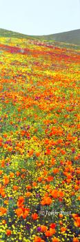 California Poppy Field State Flower