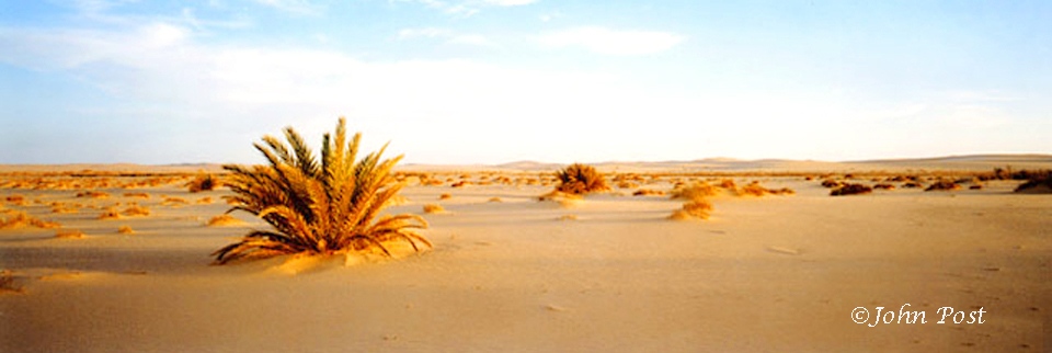 Siwa Oasis Desert Palms at Sunset