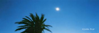 Solar Eclipse and Palm Tree Branches