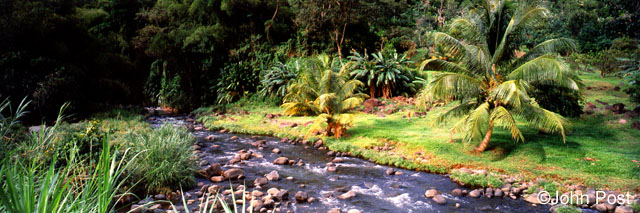 Forest, Creek & Palm Grenada