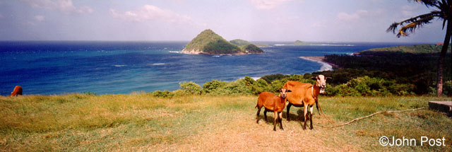 North End Goats Grenada