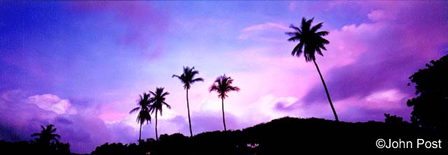 Purple Sky & Palms Grenada