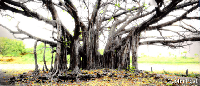 Banyan Tree, India